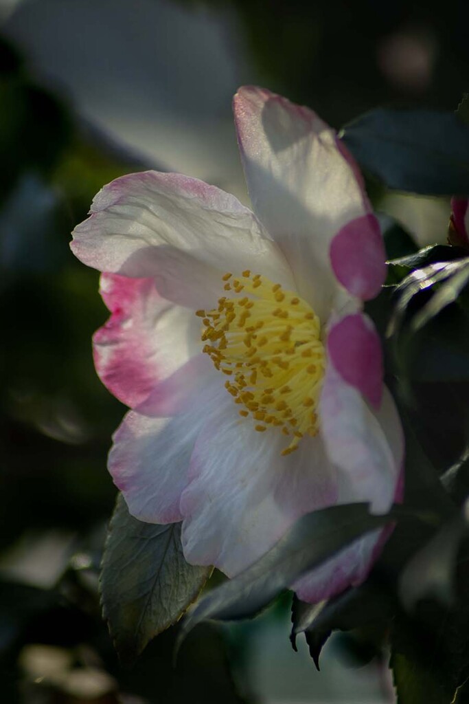 DSC06229 山茶花に冬日燦燦