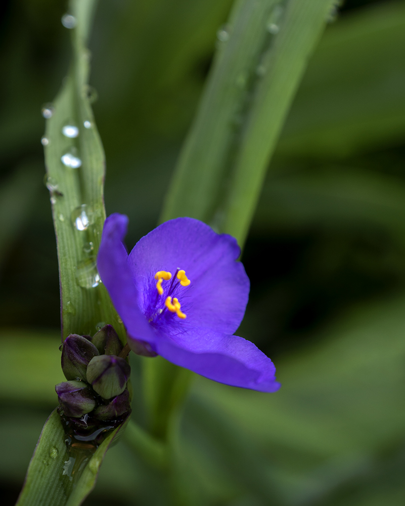 DSC01760 紫露草