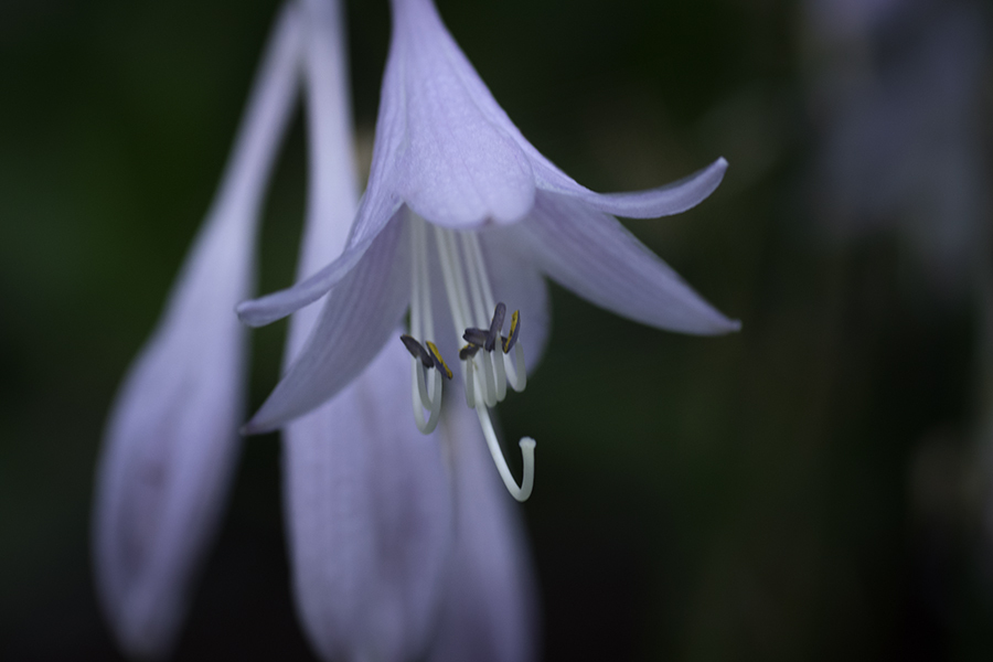 DSC03775. 白い花　jpg