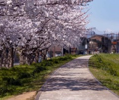 DSC08103. 花下陰