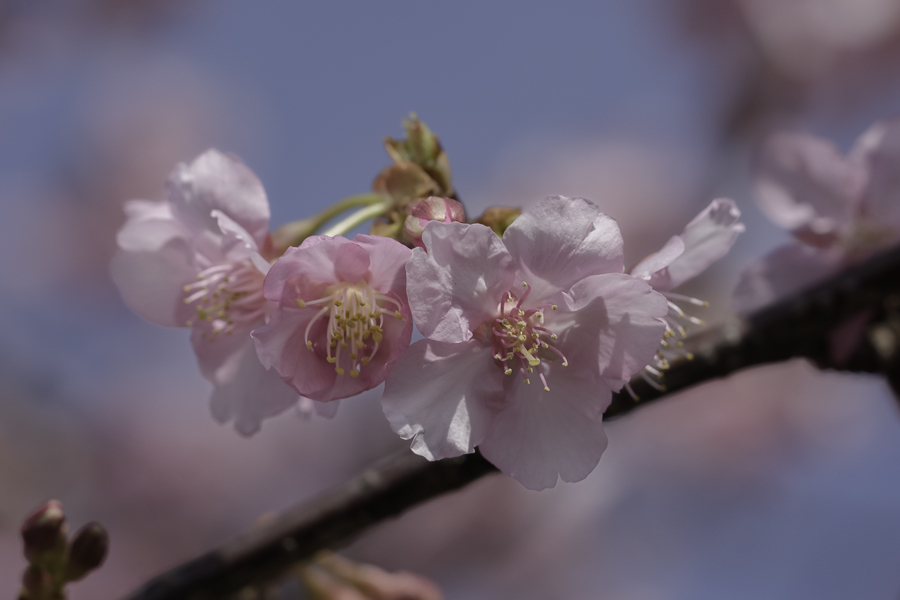 DSC03812 長閑な河津桜