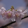 DSC03812 長閑な河津桜