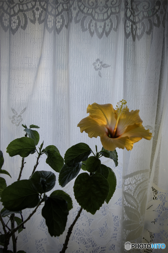 DSC00836 窓辺のハイビスカス
