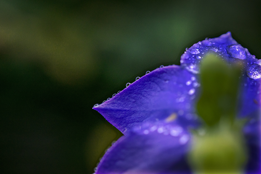 DSC05167. 梅雨は花を雅にする