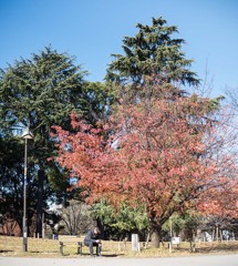 DSC09882. 紅葉との惜別