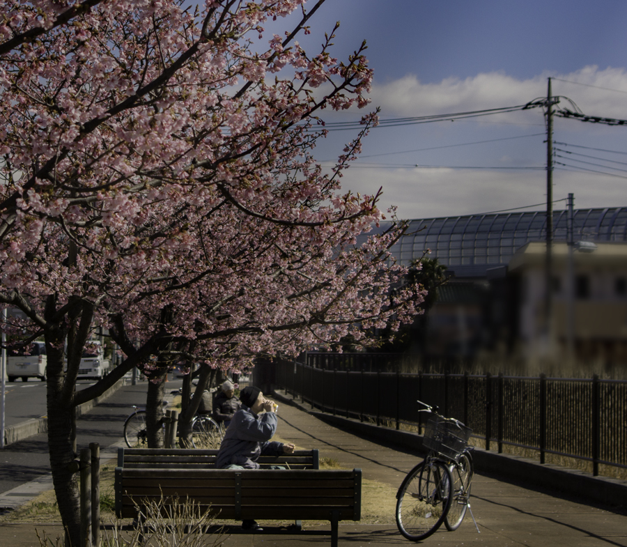 DSC02277 花の下にて　