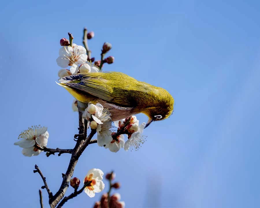 春の気配？　DSC02616