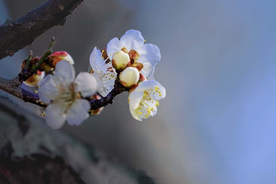 小春日和　DSC02606