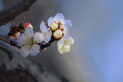 小春日和　DSC02606