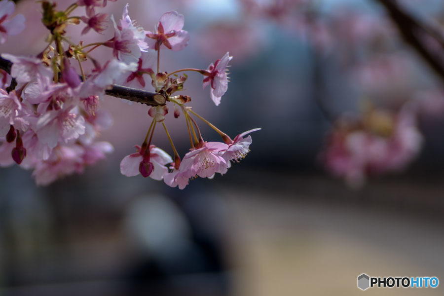 DSC08015-桜に語れるプロムナード