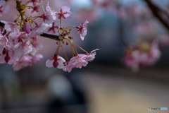 DSC08015-桜に語れるプロムナード