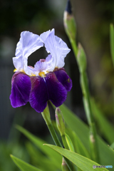 DSC04832花菖蒲