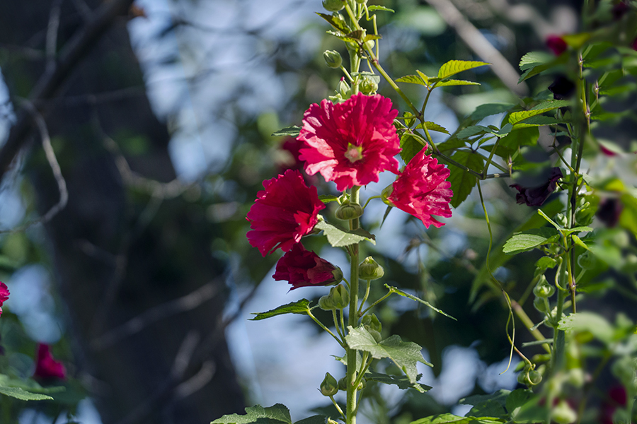 DSC07730 木陰の彩り