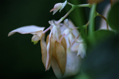 DSC01612  はにかみ、枝垂れる乙女たち