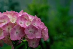 DSC01779. 紫陽花