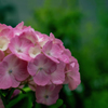 DSC01779. 紫陽花