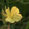DSC00398. 月見草