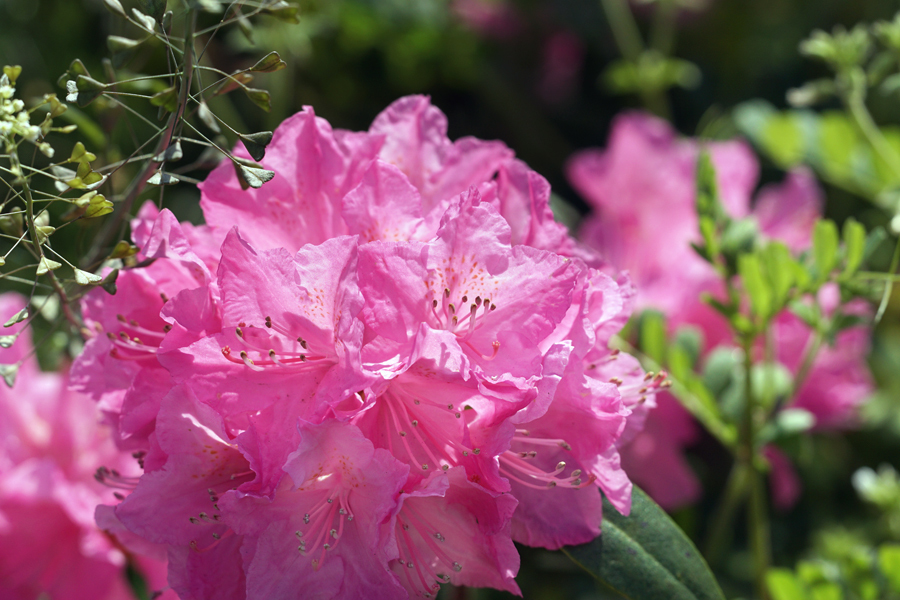 石楠花とナズナのコラボ.