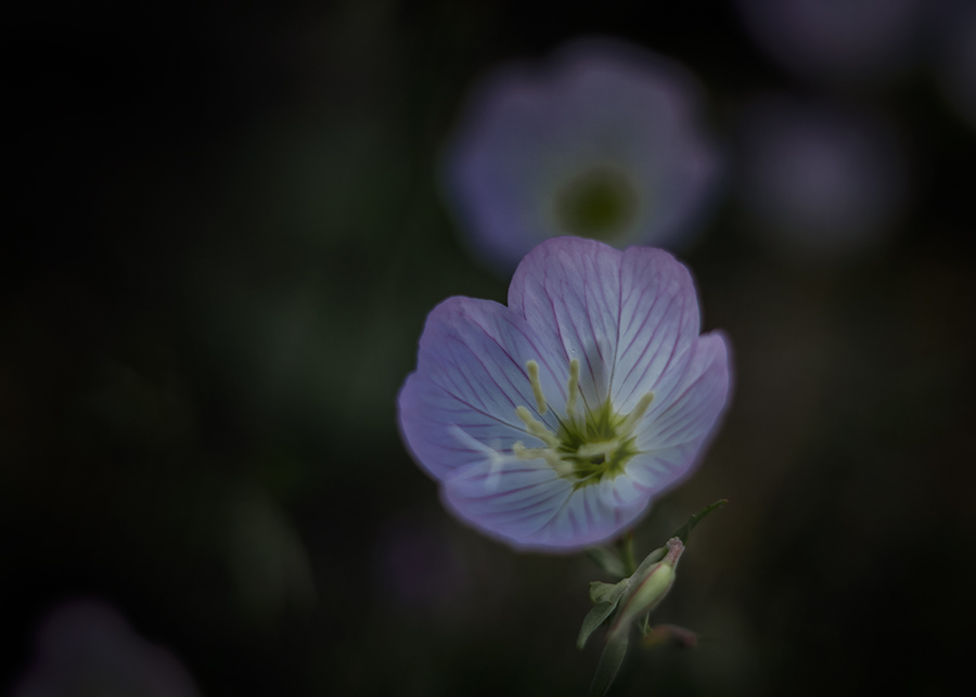 DSC03110 静かな花咲く丘にて