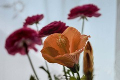 DSC06843. 冬の窓辺