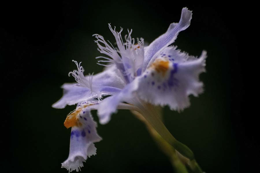 DSC01333 静かなシャガ