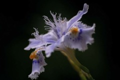 DSC01333 静かなシャガ