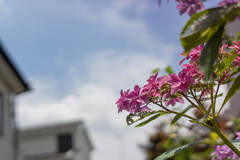 DSC08786. 路地裏の彩り