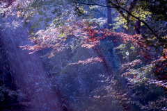 DSC04622-紅葉九番