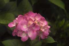 庭の紫陽花-1
