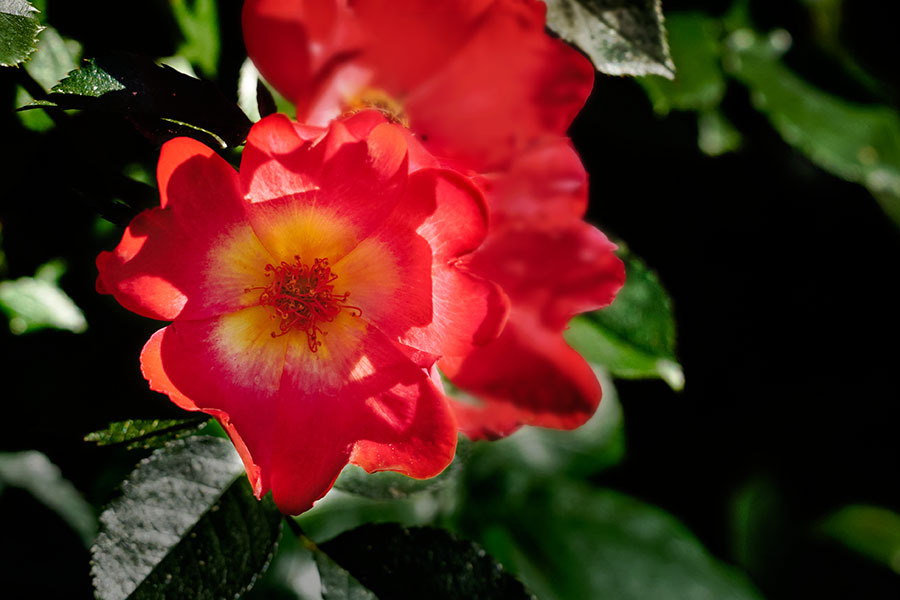 DSC03011 赤い薔薇