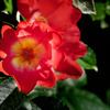 DSC03011 赤い薔薇