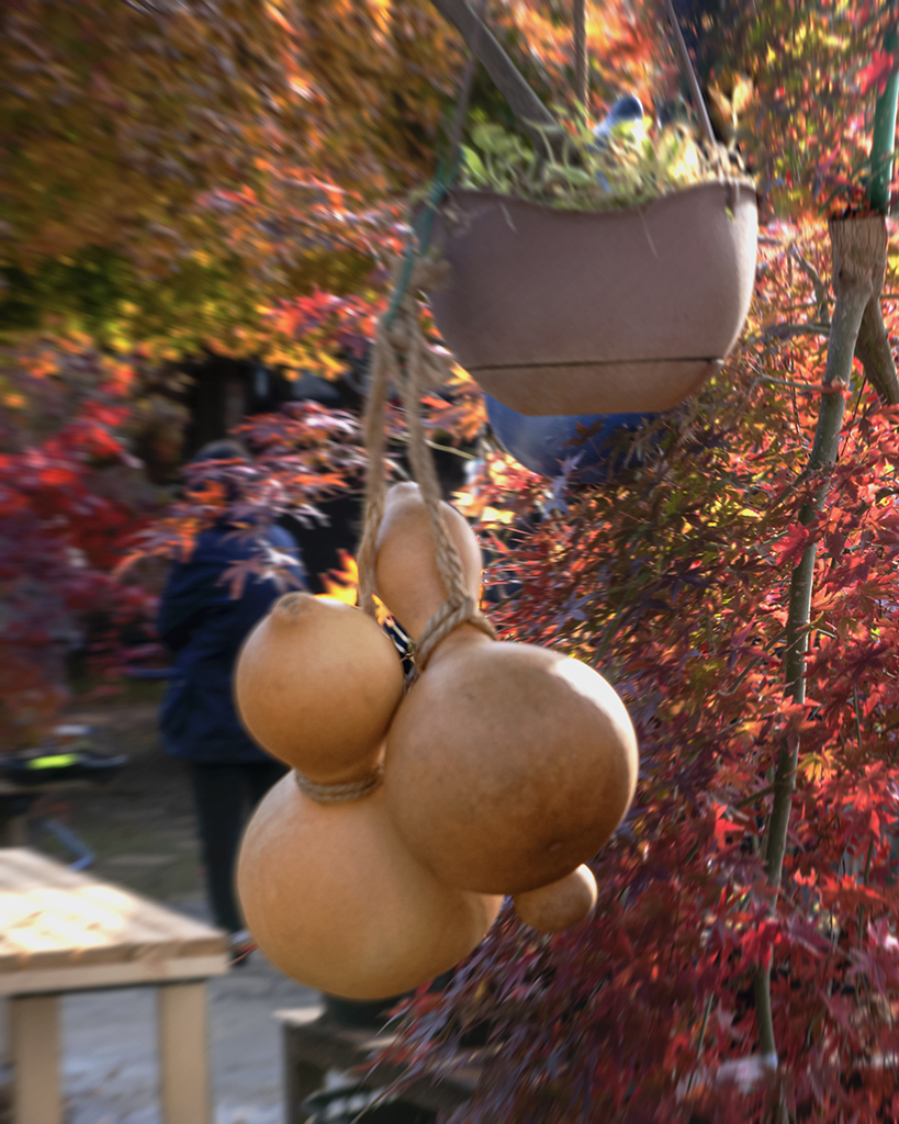 DSC08939. 瓢箪と紅葉散策人