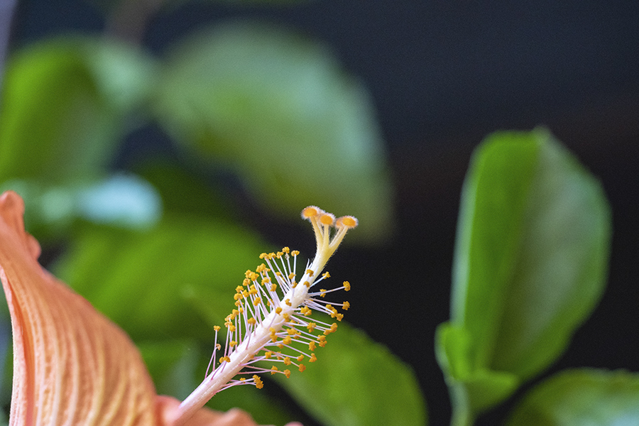 DSC04388  葉は花を見守る