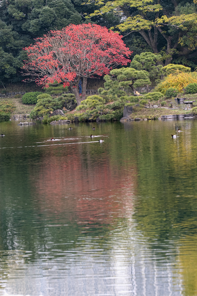 DSC09019. 清澄庭園の秋