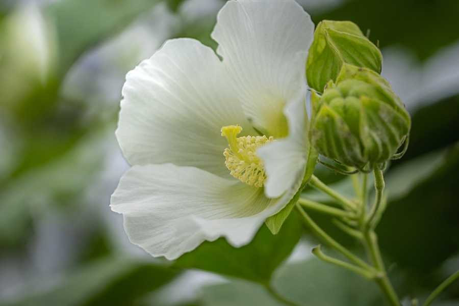 DSC04584  秋の芙蓉