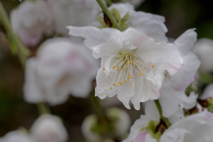 DSC05203. 花の素顔