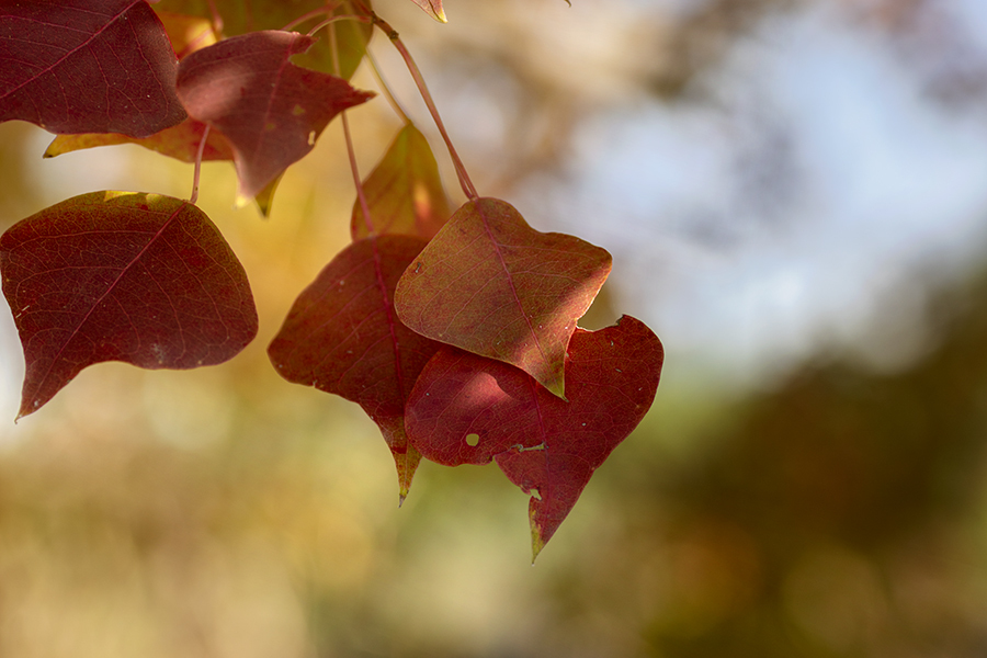 DSC04836  ナンキンハゼ紅葉を光が祝福？