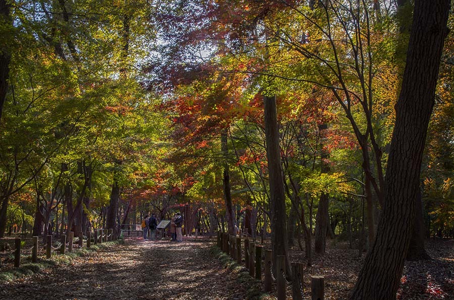 DSC05584  平林寺散策-7