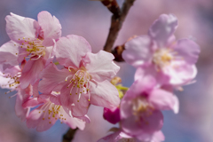 DSC03785 爛漫河津桜