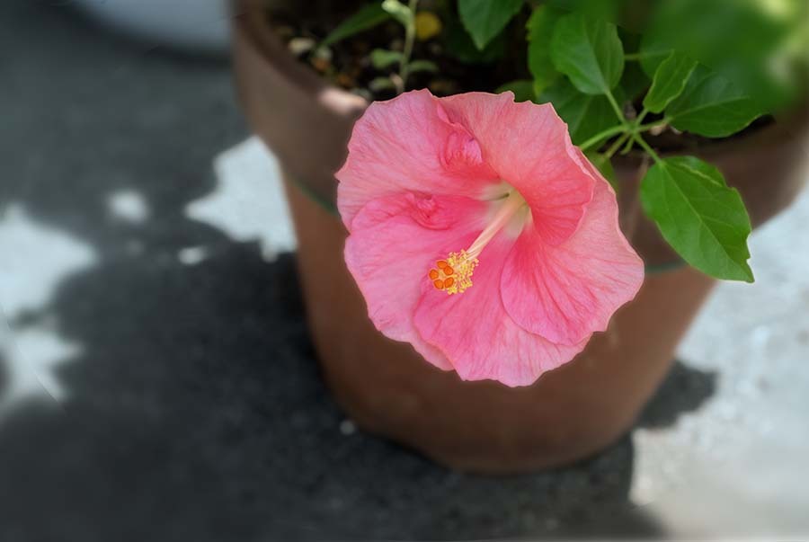 DSC07794. 朝の光もよう