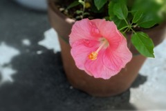 DSC07794. 朝の光もよう