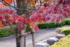 束の間の陽光　DSC02895