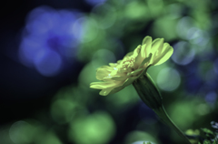 DSC01870  黄色い花