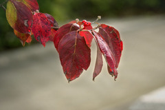 DSC01002. 歩道に競り出た紅葉