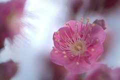 DSC05292 紅梅の候 花影