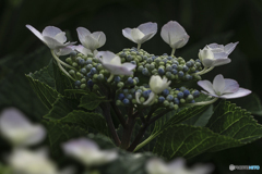 DSC06738 紫陽花二十二番