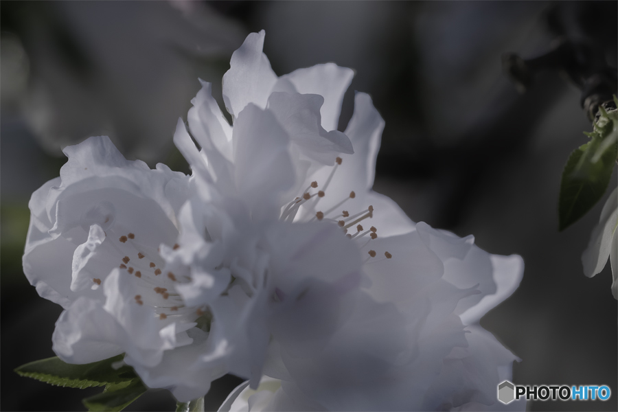 春は陽炎(かげろう)