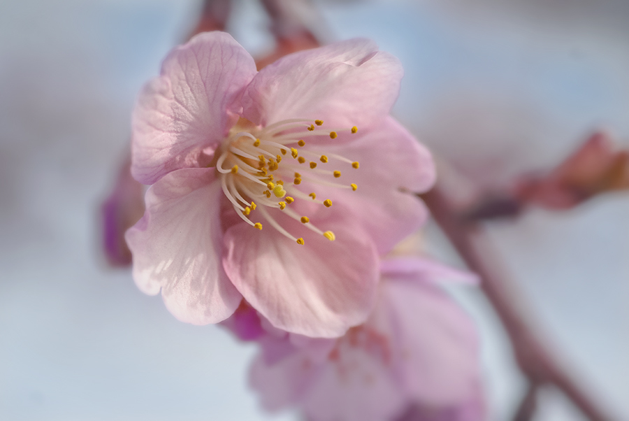 DSC01589 遊歩道の河津桜