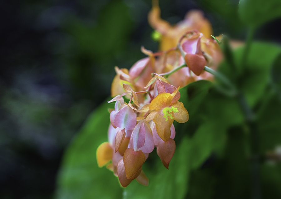 DSC01690  一房のベゴニア