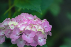 DSC08756. 　六月の紫陽花